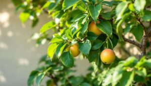 Spalierobst an der Hauswand: Warum ein Formschnitt im Februar die Basis für alles ist