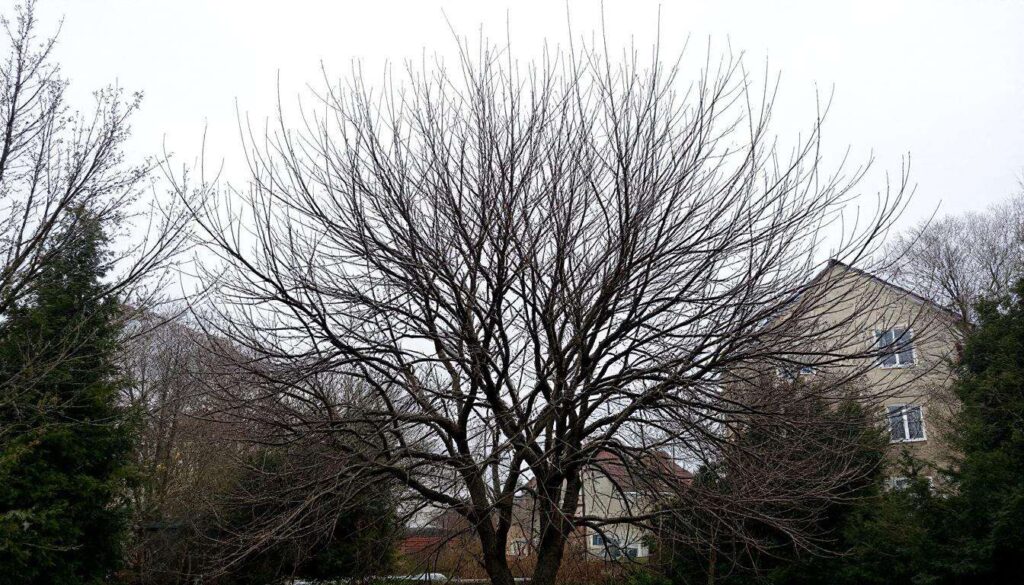 Zwetschgenbaum im Februar: Warum Sie Steinobst jetzt besser nicht schneiden sollten