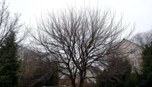 Zwetschgenbaum im Februar: Warum Sie Steinobst jetzt besser nicht schneiden sollten