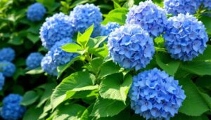 Der Trick mit dem Essig im Gießwasser der Hortensien blau färbt aber nur bei diesem Bodentyp
