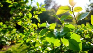 Schluss mit gelben Blättern am Zitronenbaum: laut Gärtnern liegt es fast immer an diesem einen Nährstoff