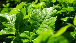 Vergiss chemische Schädlingsbekämpfung: Schmierseife auf den Blättern wirkt gegen Blattläuse aber nur so angewendet